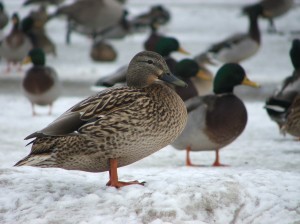Oregon ducks in snow