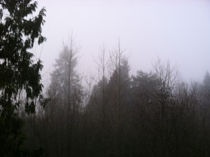 Morning fog should prevail around Seattle the next several days, with the sun breaking out around noontime