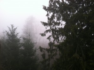 More fog is in store for Seattle this week, with temperatures struggling to hit the mid 50s.