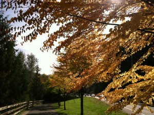 Sunshine and temperatures around 70 degrees made for   spectacular fall weather in Puget Sound this weekend.
