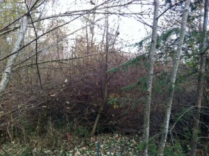 Strong winds on Saturday brought down branches and wiped the leaves off trees in the Seattle area.