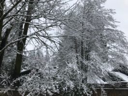 Snow in Bothell