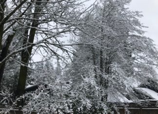Snow in Bothell